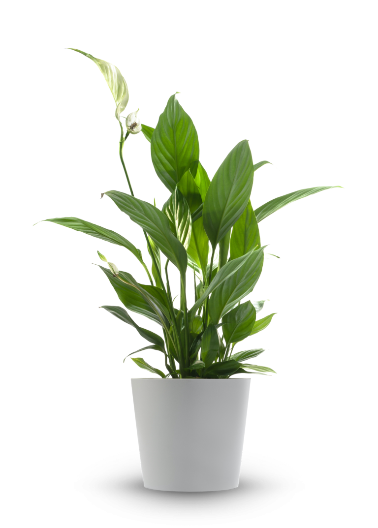 Wachstum entsteht aus Offenheit für Input Topfpflanze mit grünen Blättern als Symbol für Wachstum